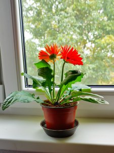 gerbera-daisy-houseplant